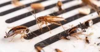 img-bordeaux-ou-en-est-on-des-infestations-de-nuisibles